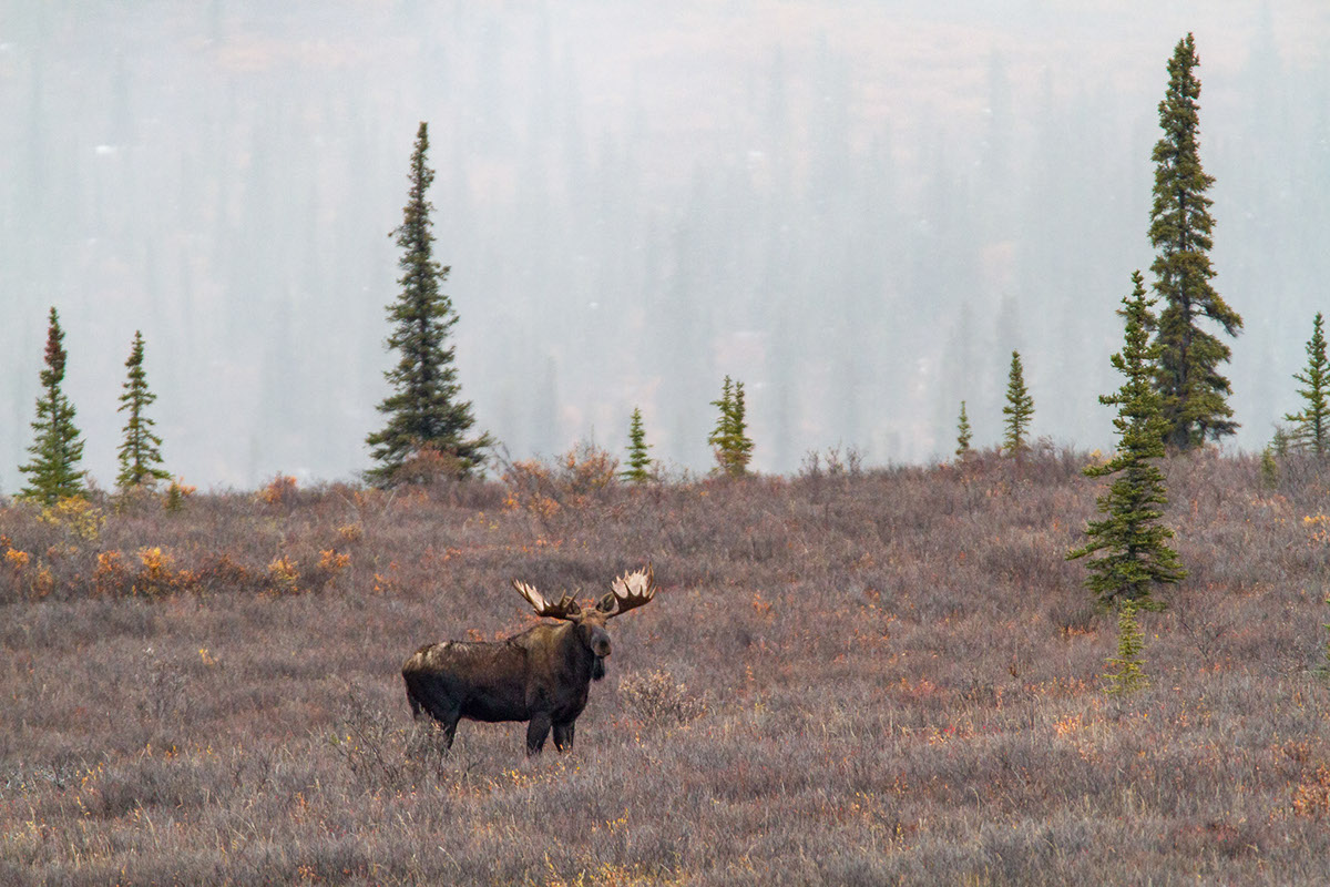 Adobe Portfolio Photography  Alaska denali national park wildlife