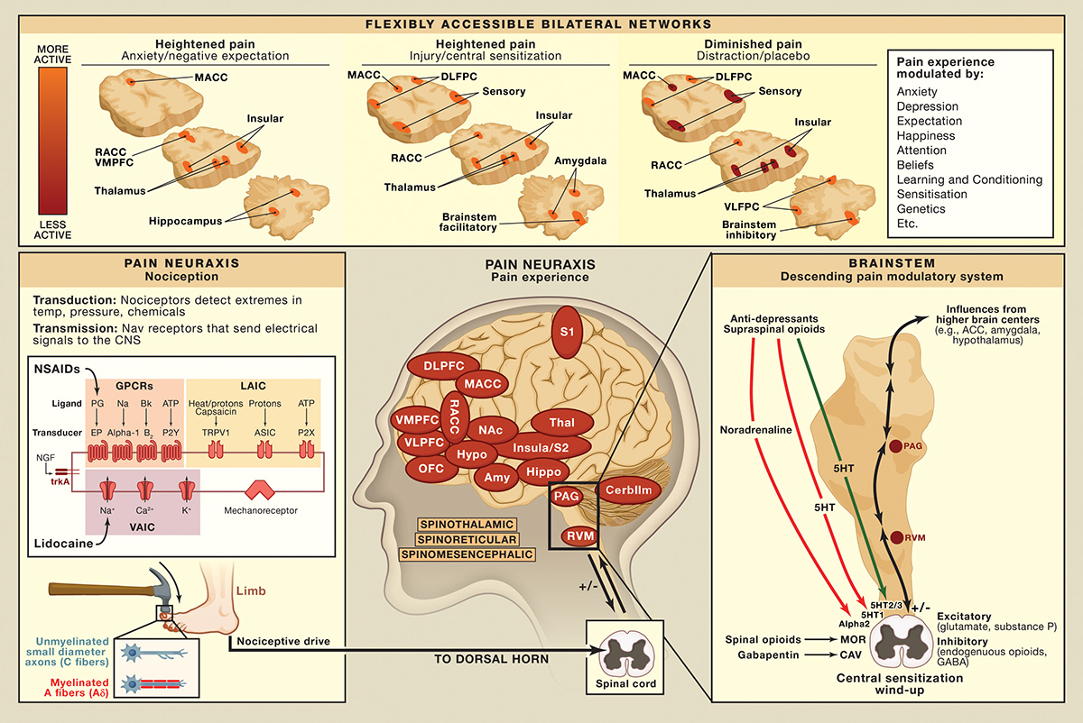 science brain pain neurons scientific illustration diagram