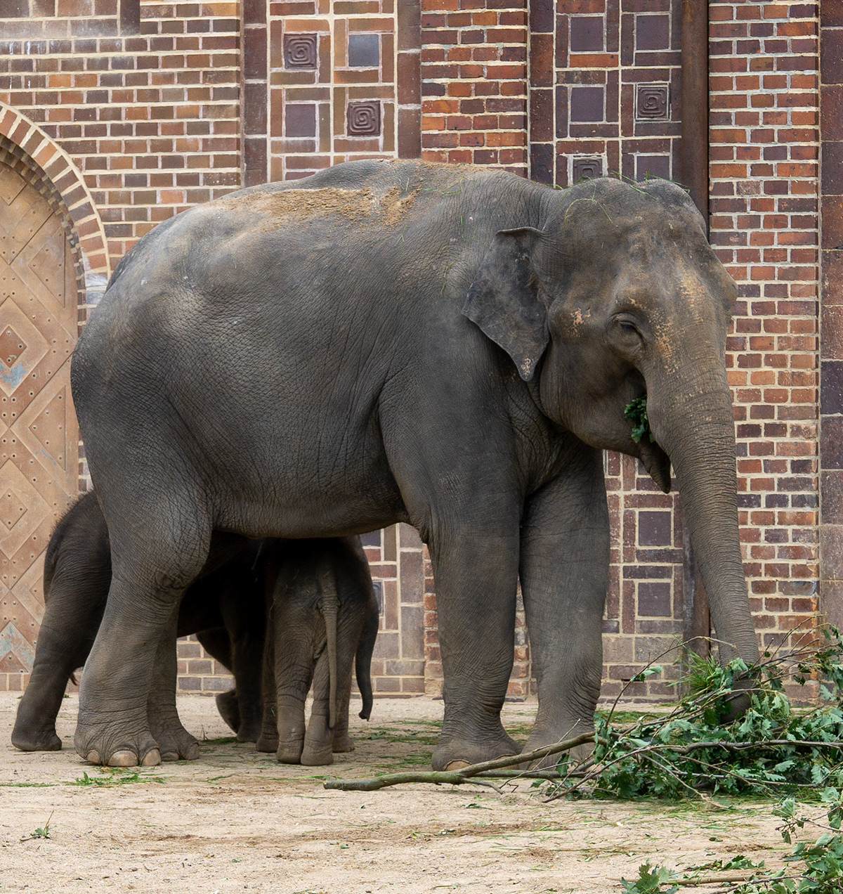 "Leipzig Zoo's elephants: Majestic creatures thriving in spacious, naturalistic habitats, captivatin