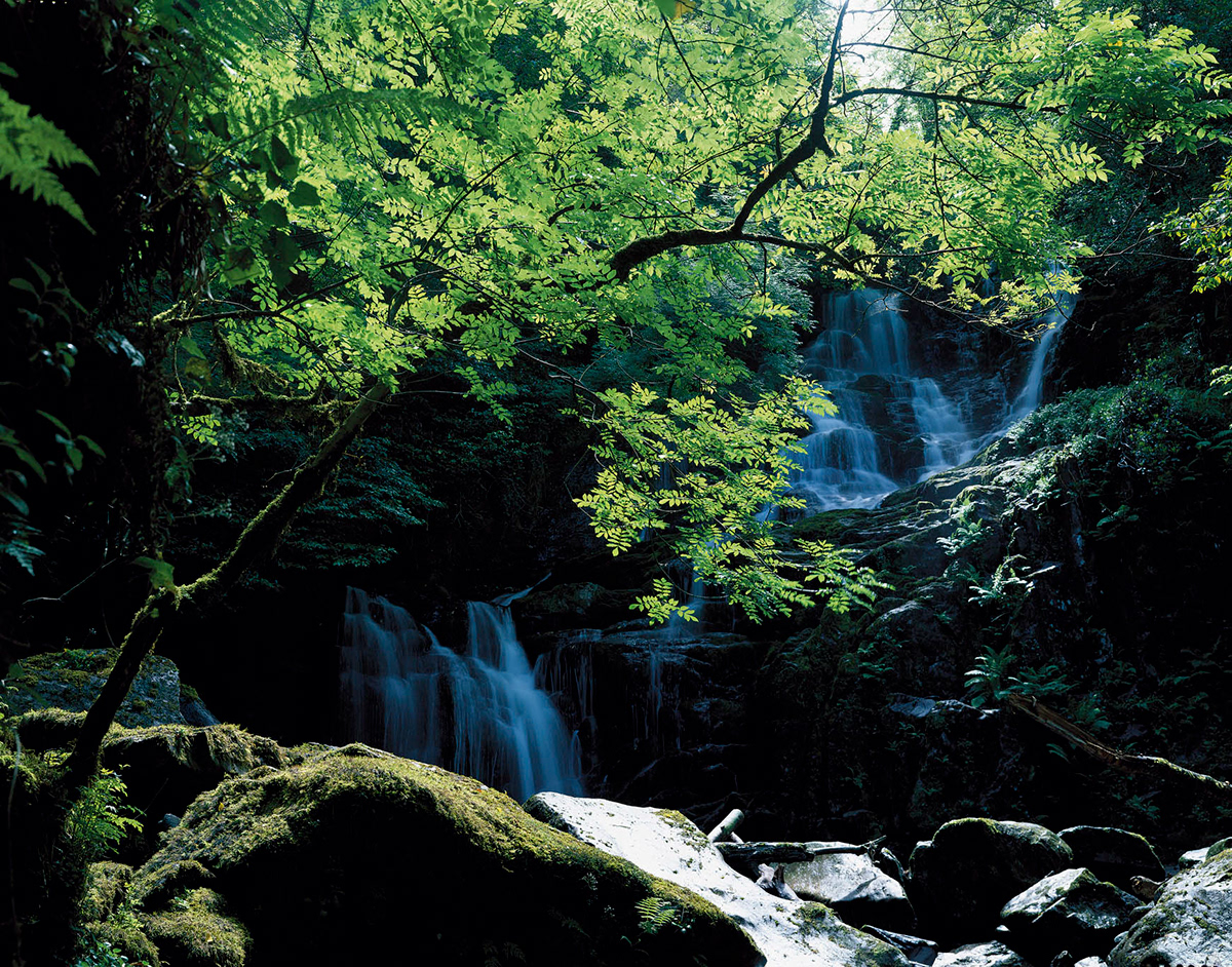 trees Irish landscape Forests Ireland book photography books
