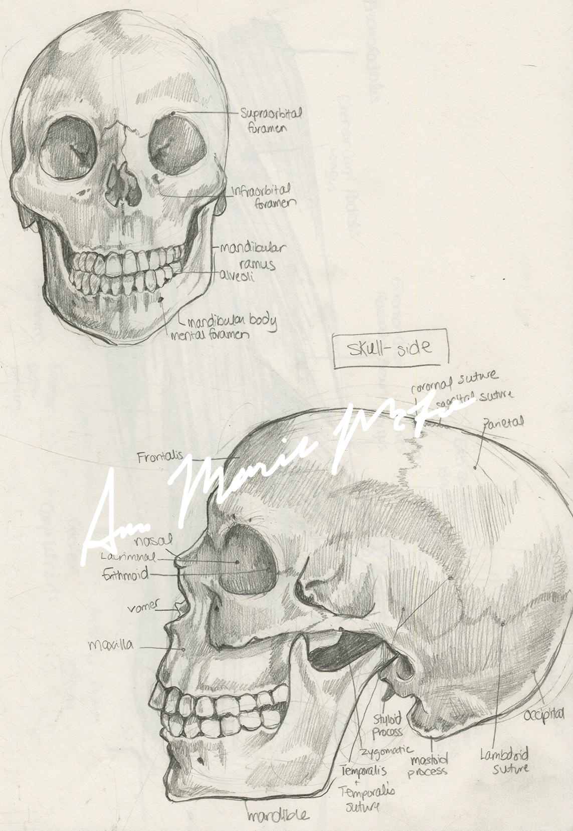 medical illustration scientific illustration science anatomy
