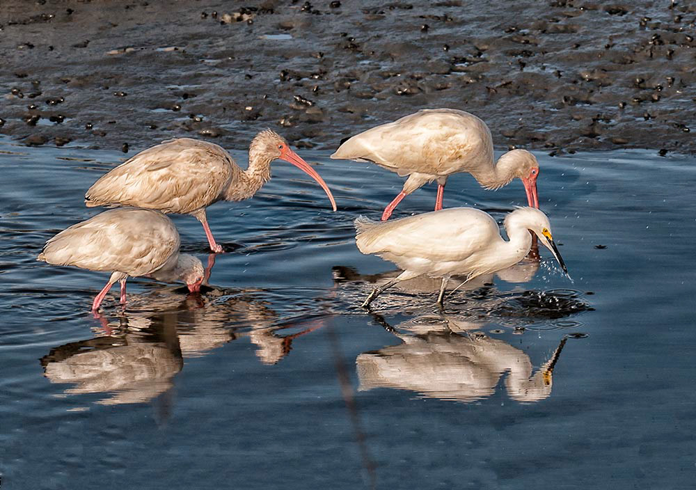 birds Travel sea Ocean Surf fine art photography Phil Duwel coastal egret Ibis heron south carolina marsh avian