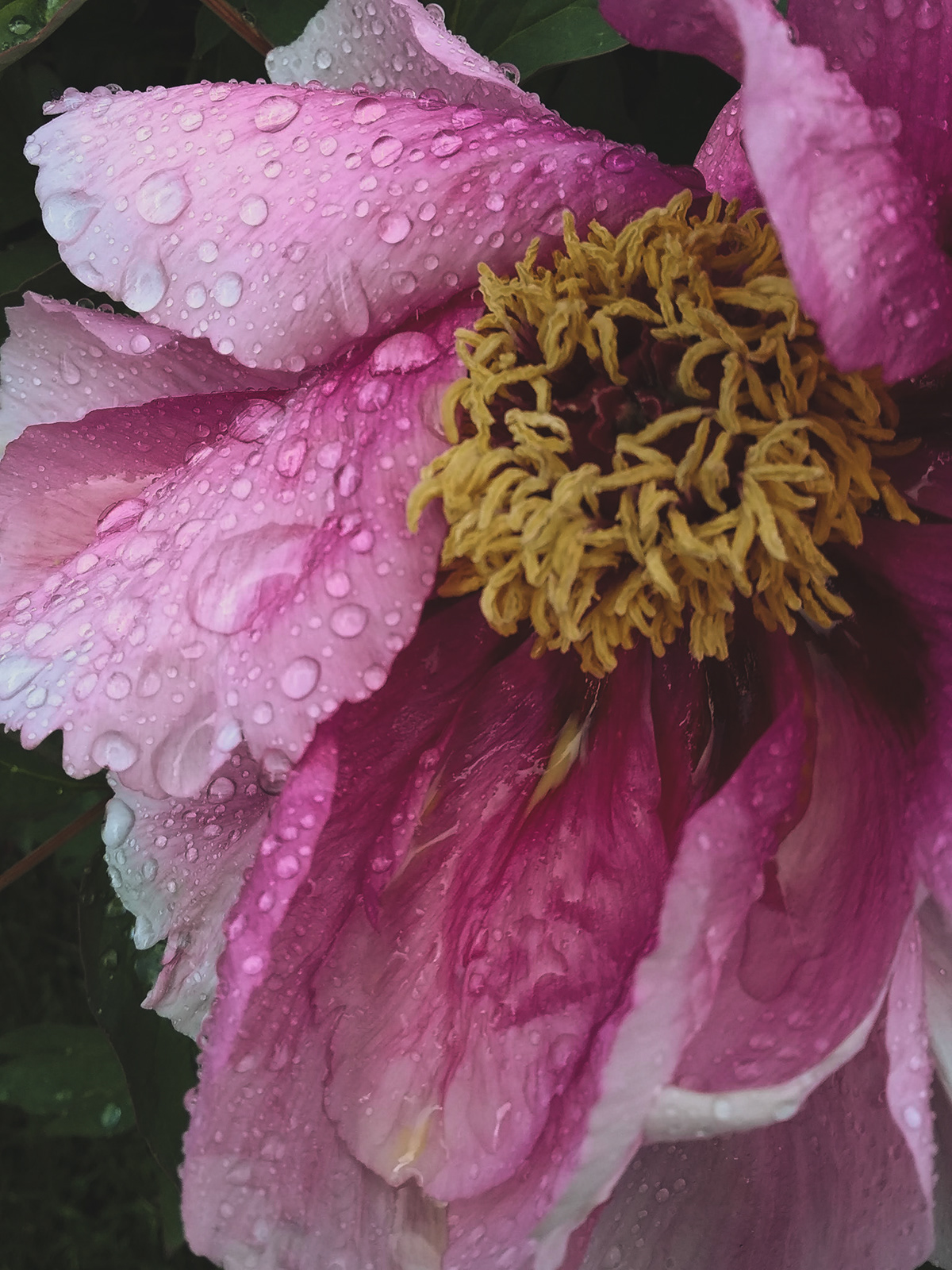 peony bloom Raindrops droplets