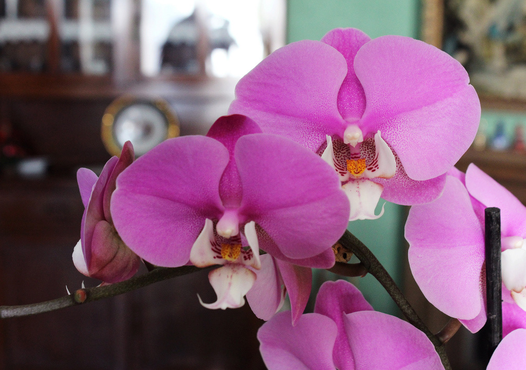 orchid fiori Flowers canon eos 600D digital digitale POLAROID polaroid pronto 600