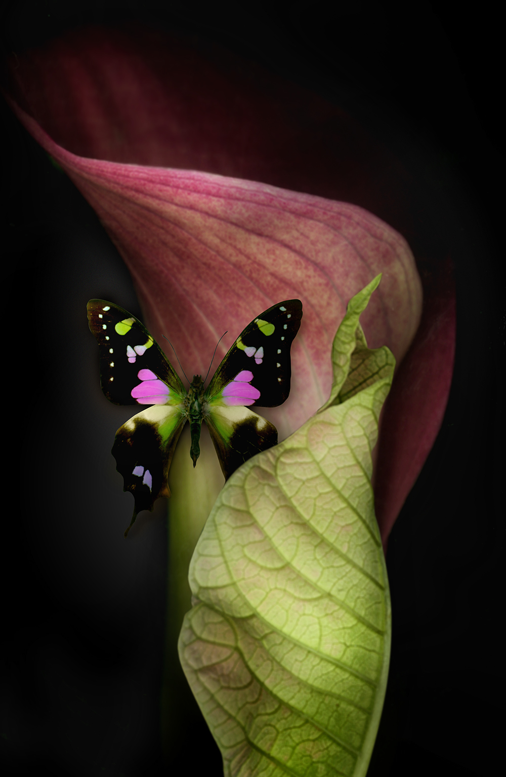 butterflies Flowers Composite beauty art
