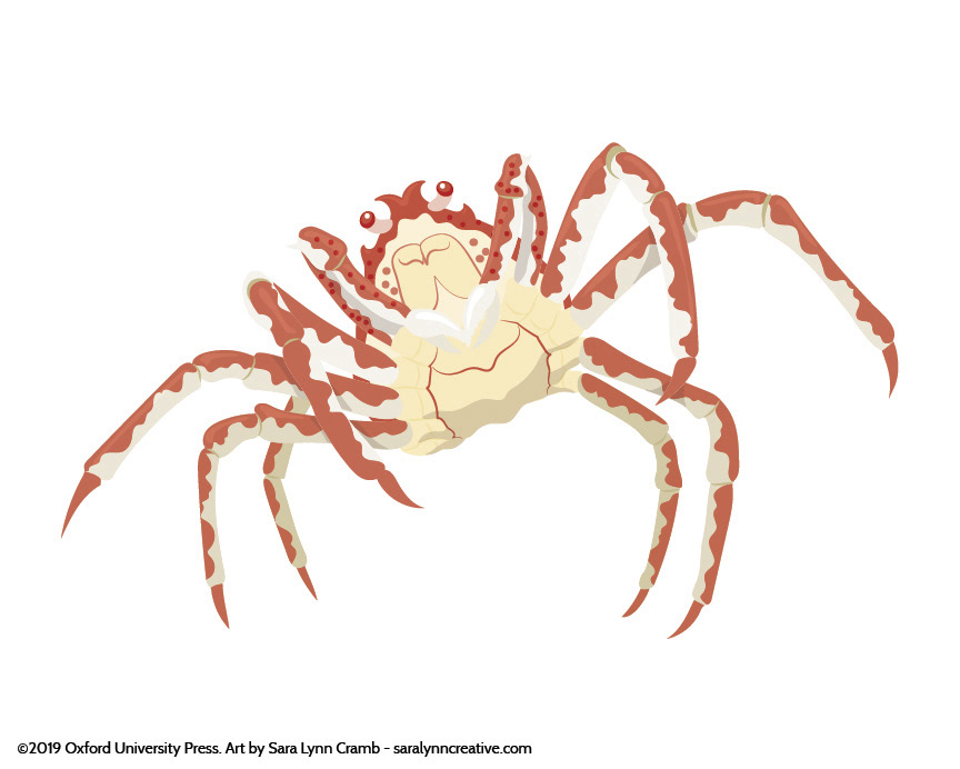 crab educational illustration ILLUSTRATION  kidlitart mud crab red rock crab sand crab SciArt vector art Wildlife Illustration