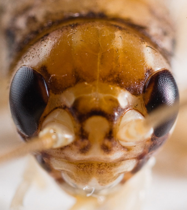 macro supermacro Insects fauna photomacrography bugs animals close up