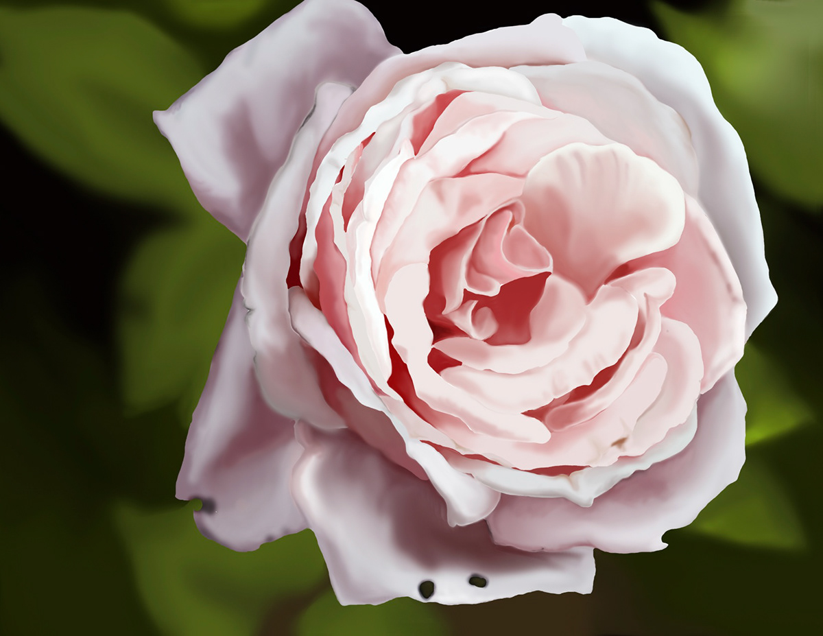 rose digital painting pink flower photoshop