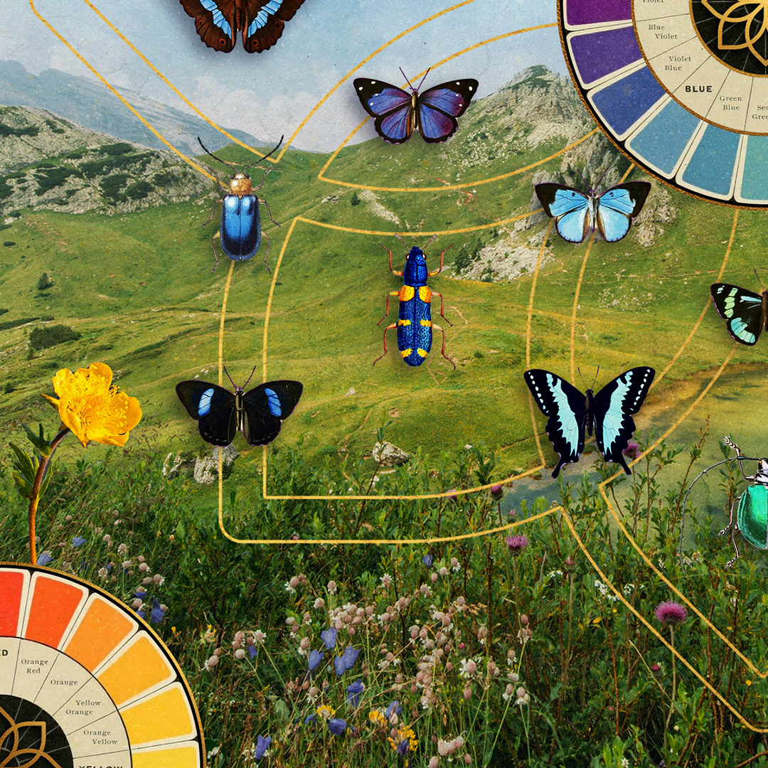 beetles butterflies collage distance Insects Nature rainbow SKY spectrum symbiosis