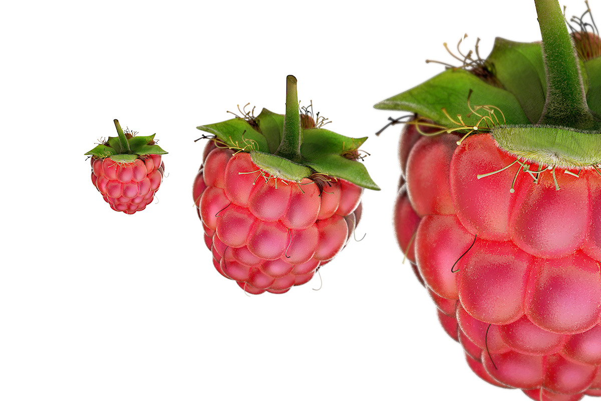 raspberry framboise Fruit