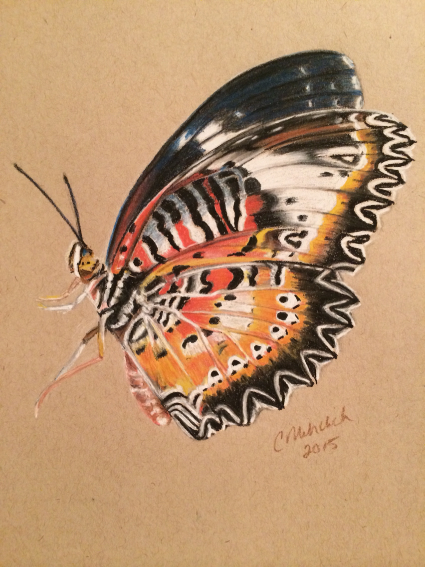 pastel pastel drawing ILLUSTRATION  butterfly