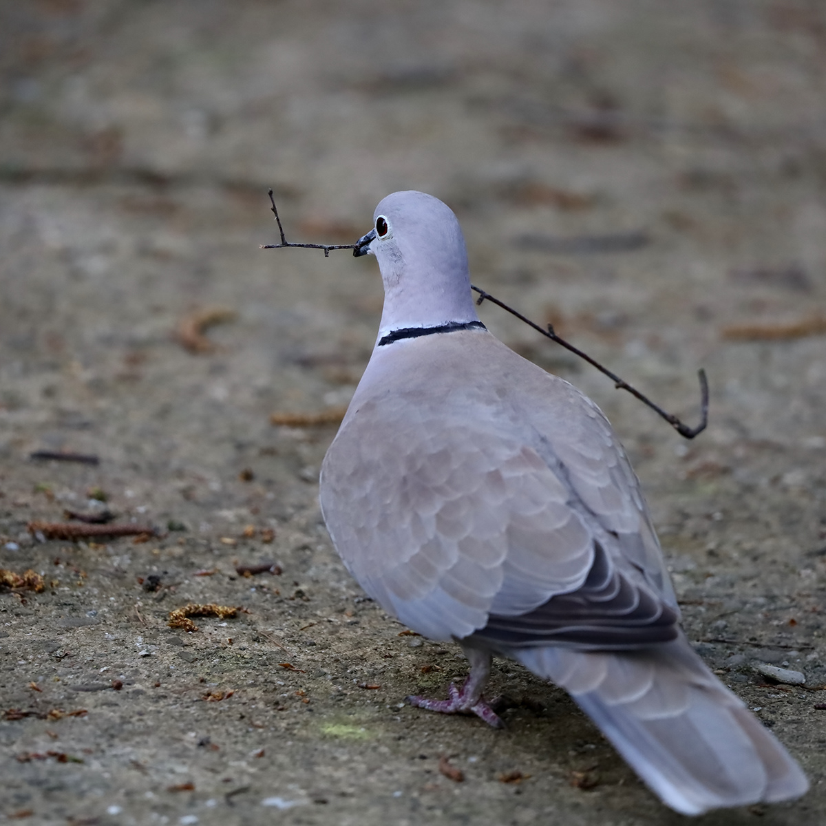 birdswatching wildlife birds Nature Landscape Photography  Doves travelphotography collared dove polandphotography