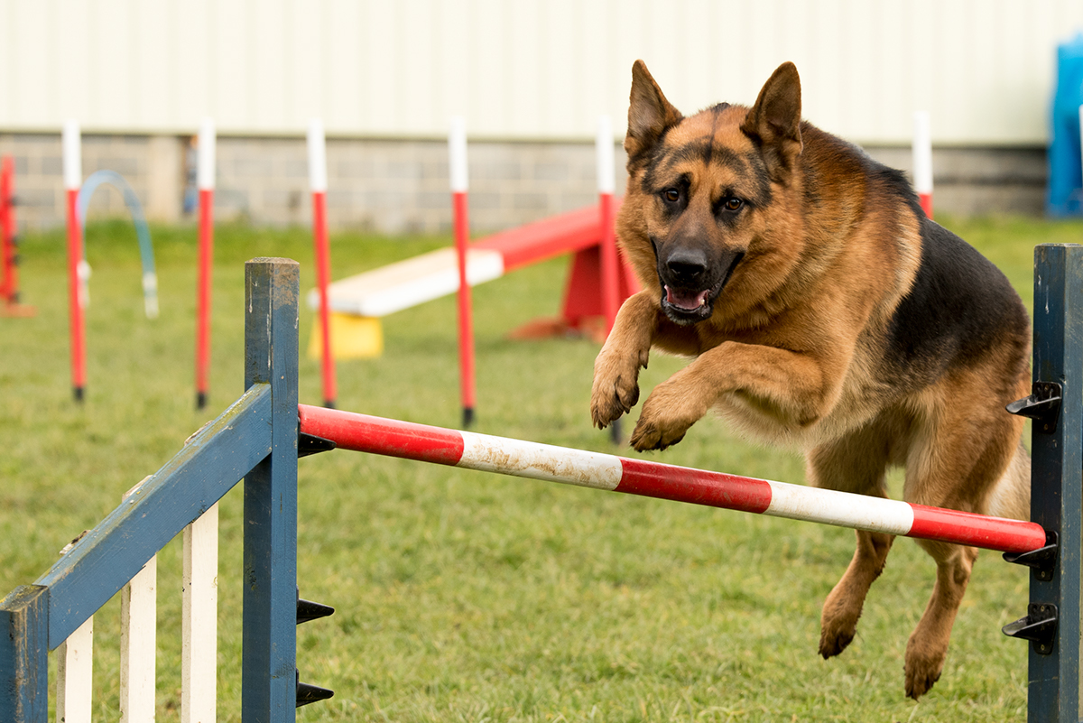 Agility dogs canine Border Collies dog agility Agility Club pets