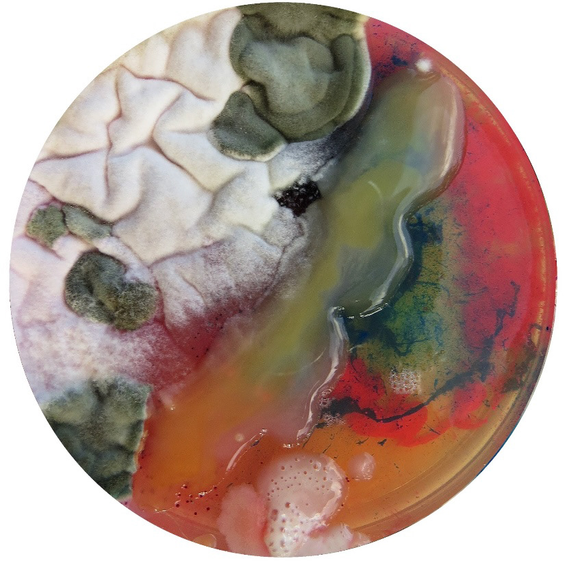 art Bacteria bioart biology colour contemporary Cultivate Fungi HumanDesign layers molds pattern petridish ScienceArt texture