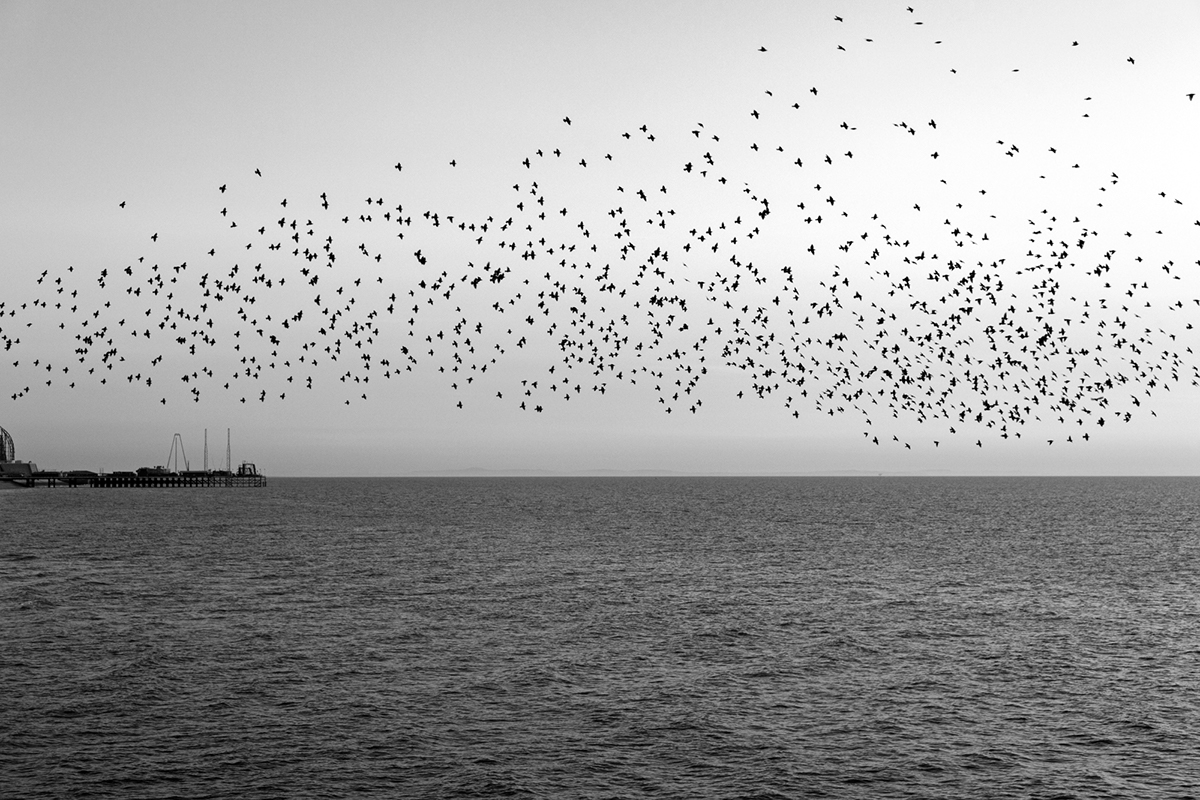 wildlife Nature birds monochrome Blackpool