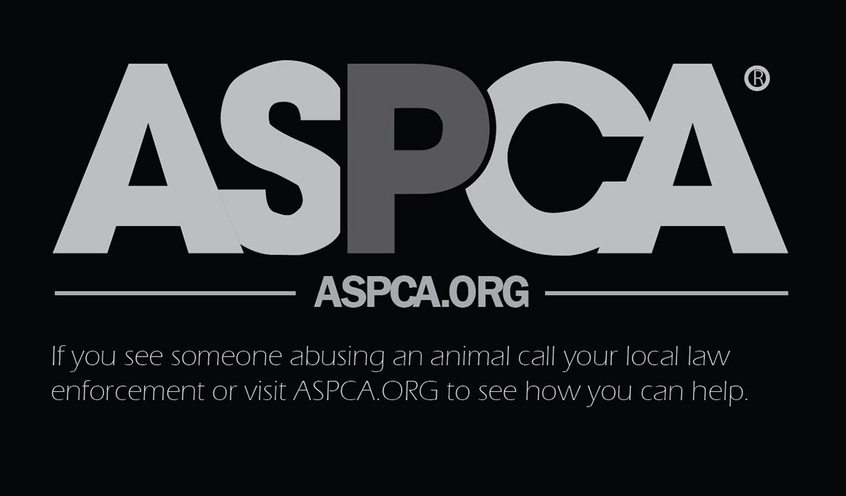 animal abuse aspca dog abuse cat abues horse abuse TYPOGRAPHY IMAGE