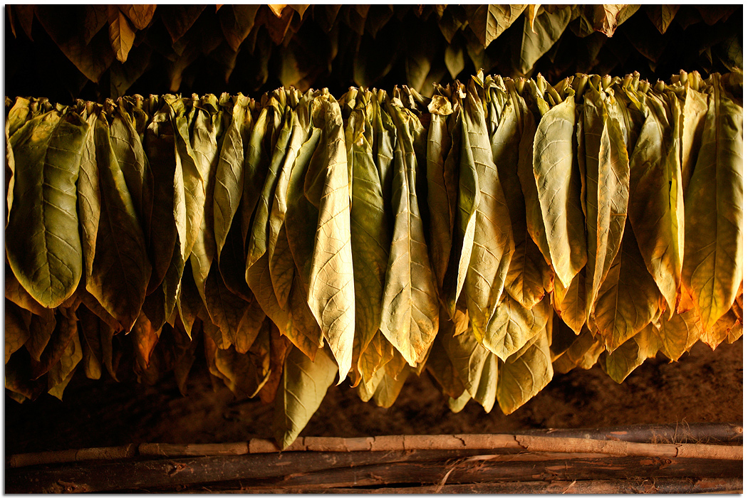 cuba tobacco farm tobacco cuba john valls vinales