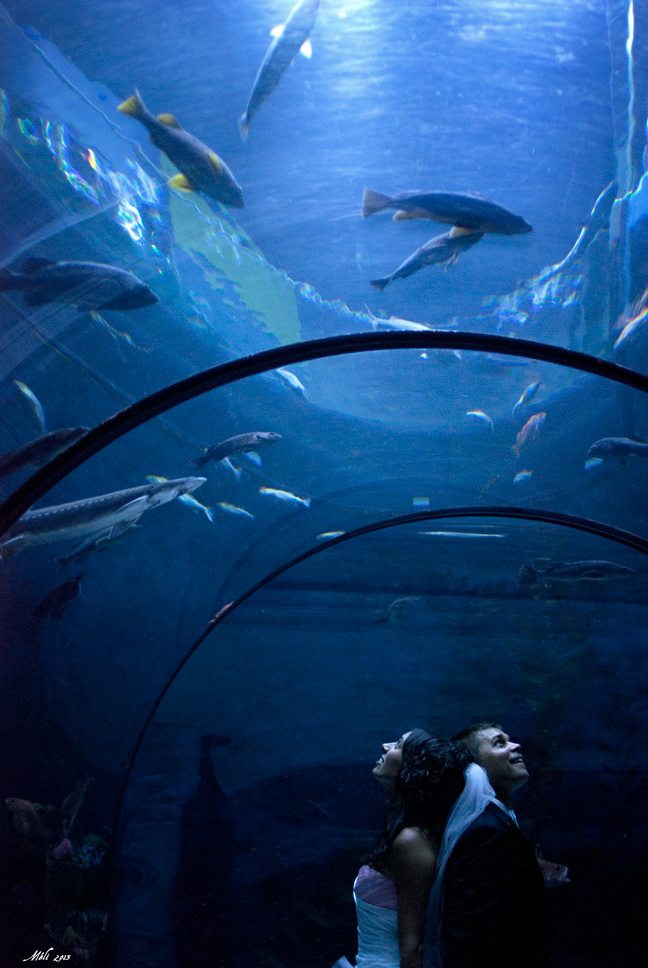 mariage wedding aquarium Quebec bridge pont