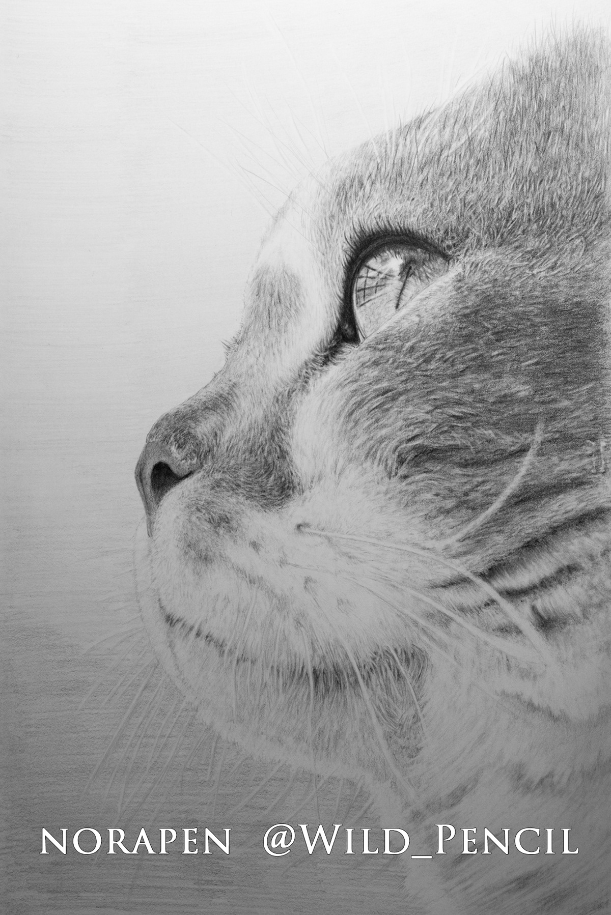 Cat Pencil drawing cat art ILLUSTRATION  pencil Scottish Fold