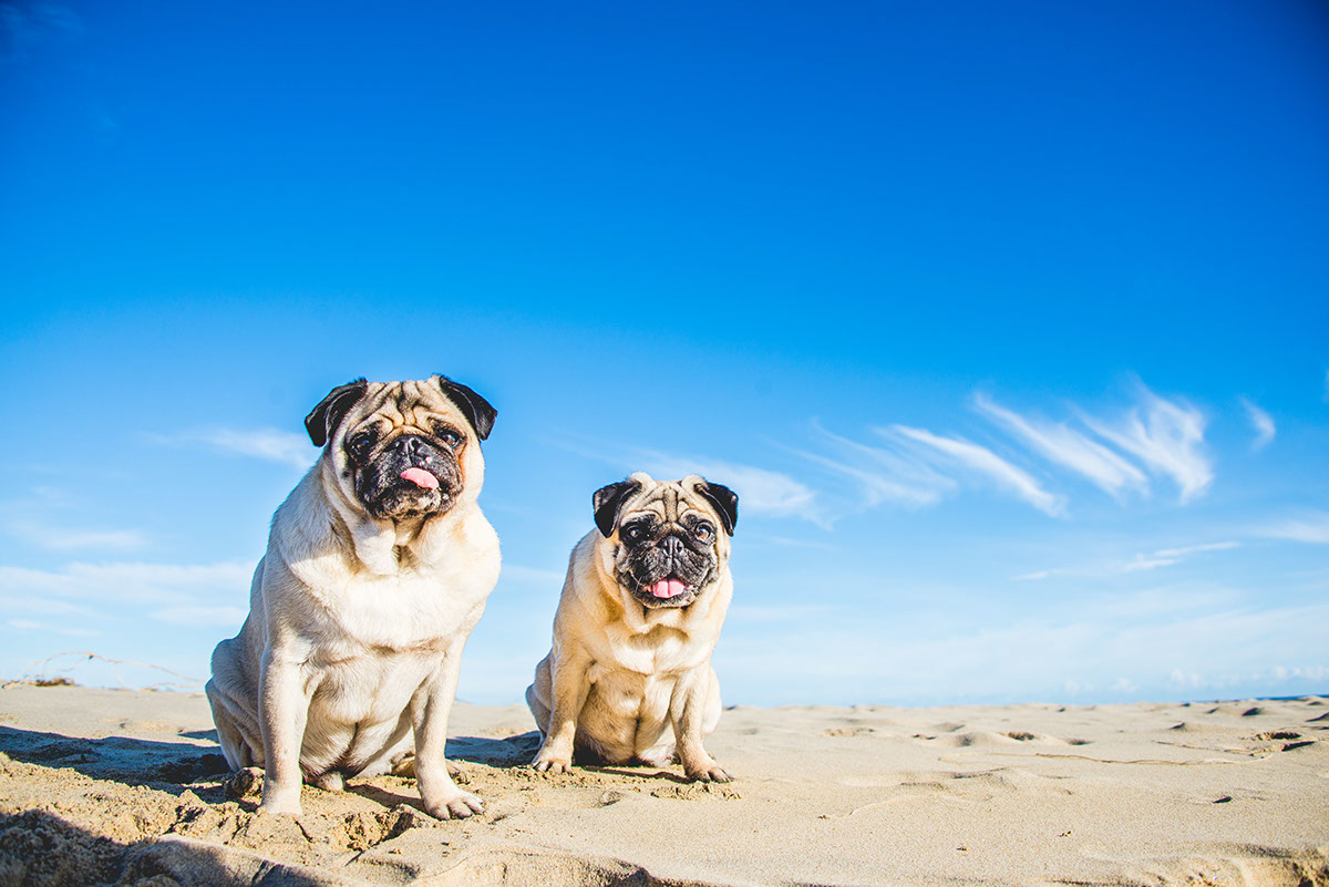 Pet portrait dog Pug pugs beach