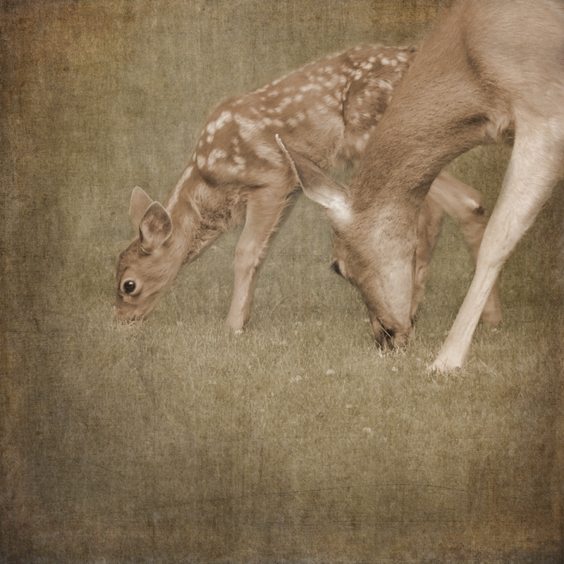 deer Deer Photography antlers fawns doe Sally Banfill