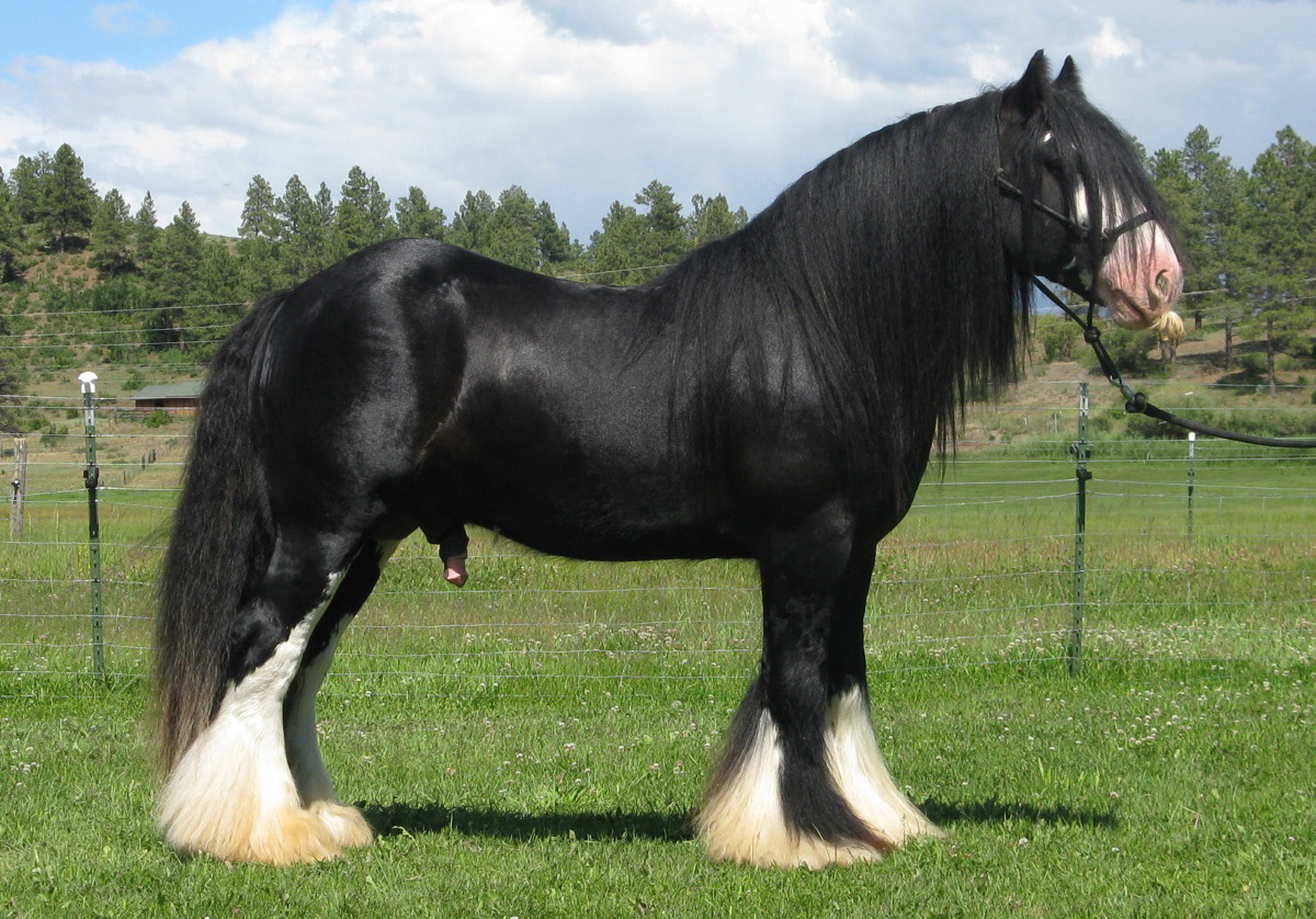 horses horse breeds save horses online horses pictures of horses