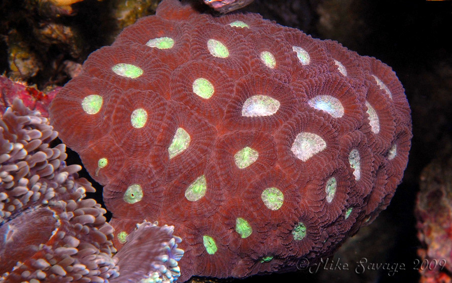 NikonCafe marine fish invertebrate reef