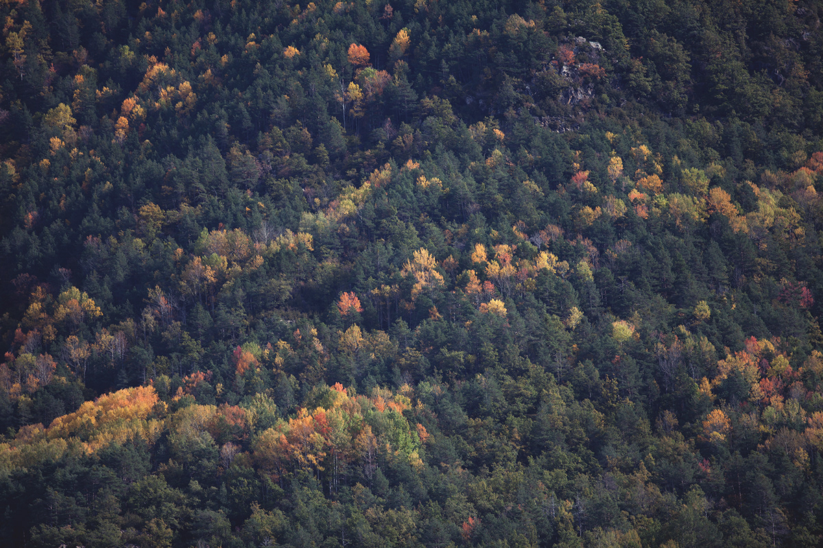 Canon 5D mountains autumn colors colores Tree  arbol hojas leaves españa spain photo foto Fotografia