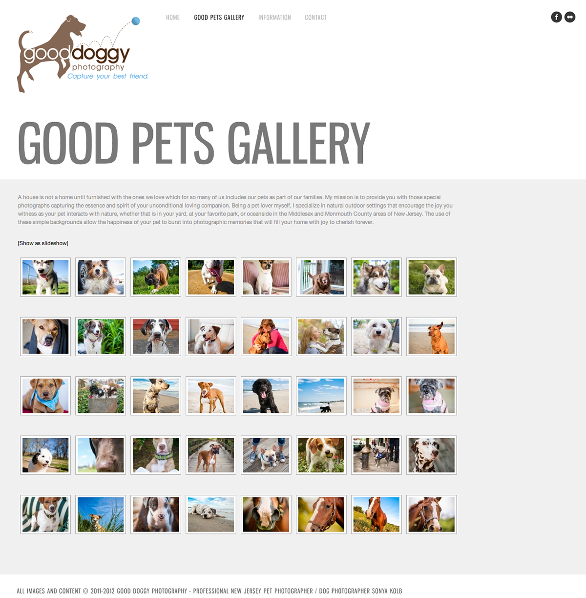 Pet dog Cat jquery wordpress gallery html5