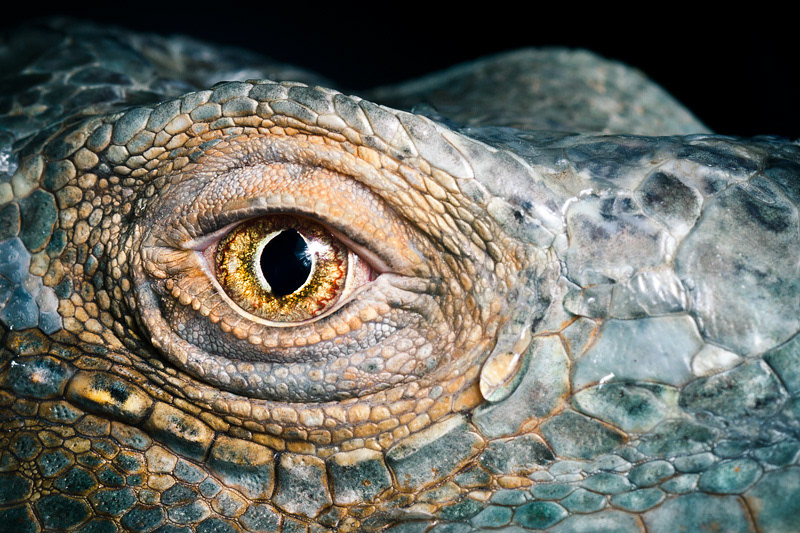 iguana  mirror  dragon eye
