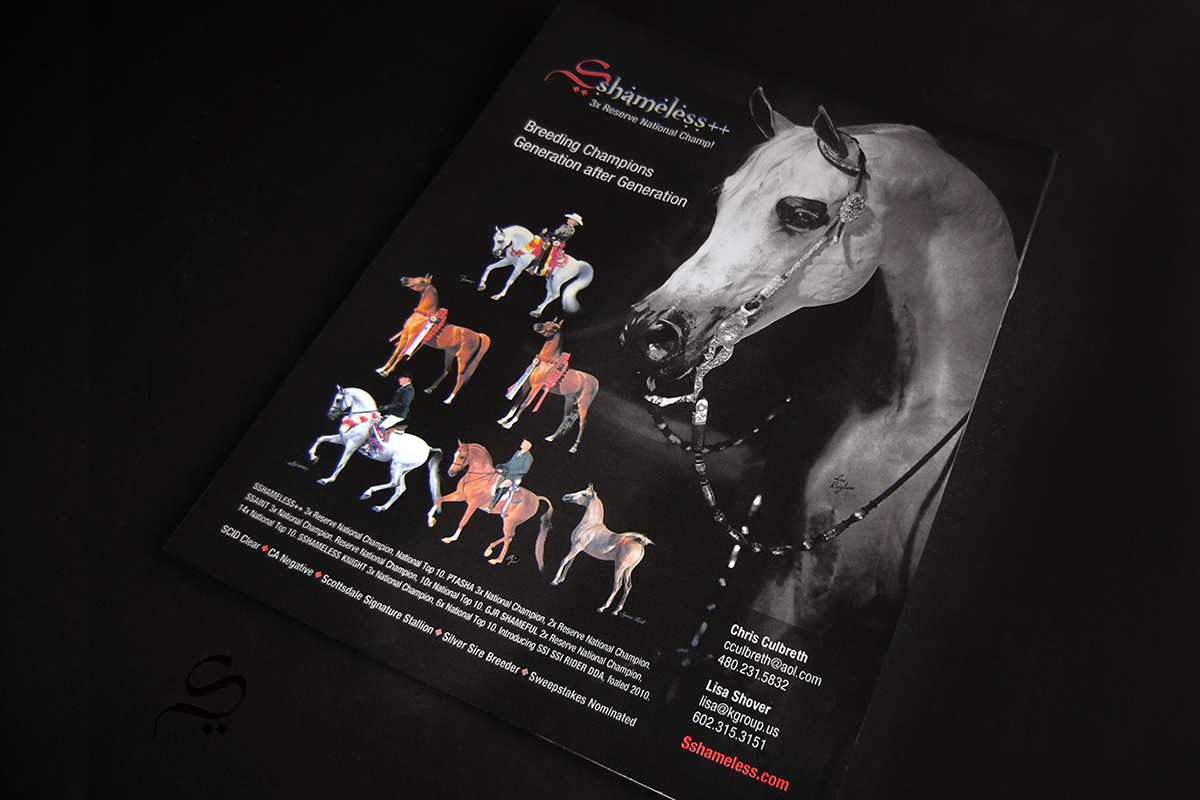 arabian horse ads stallion