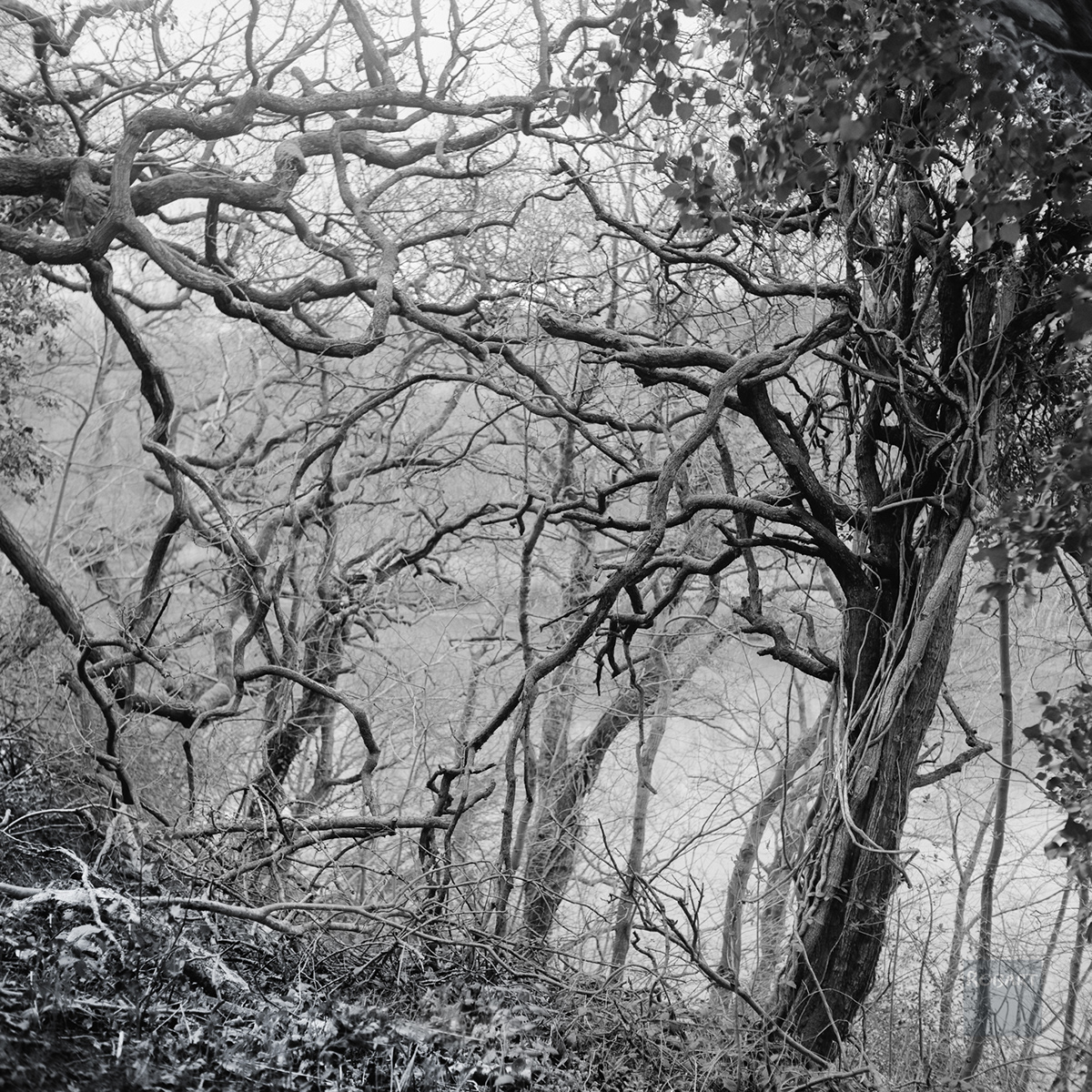 trees Film   Photography  35mm film analog photography black and white 120 film medium format film photography photographer