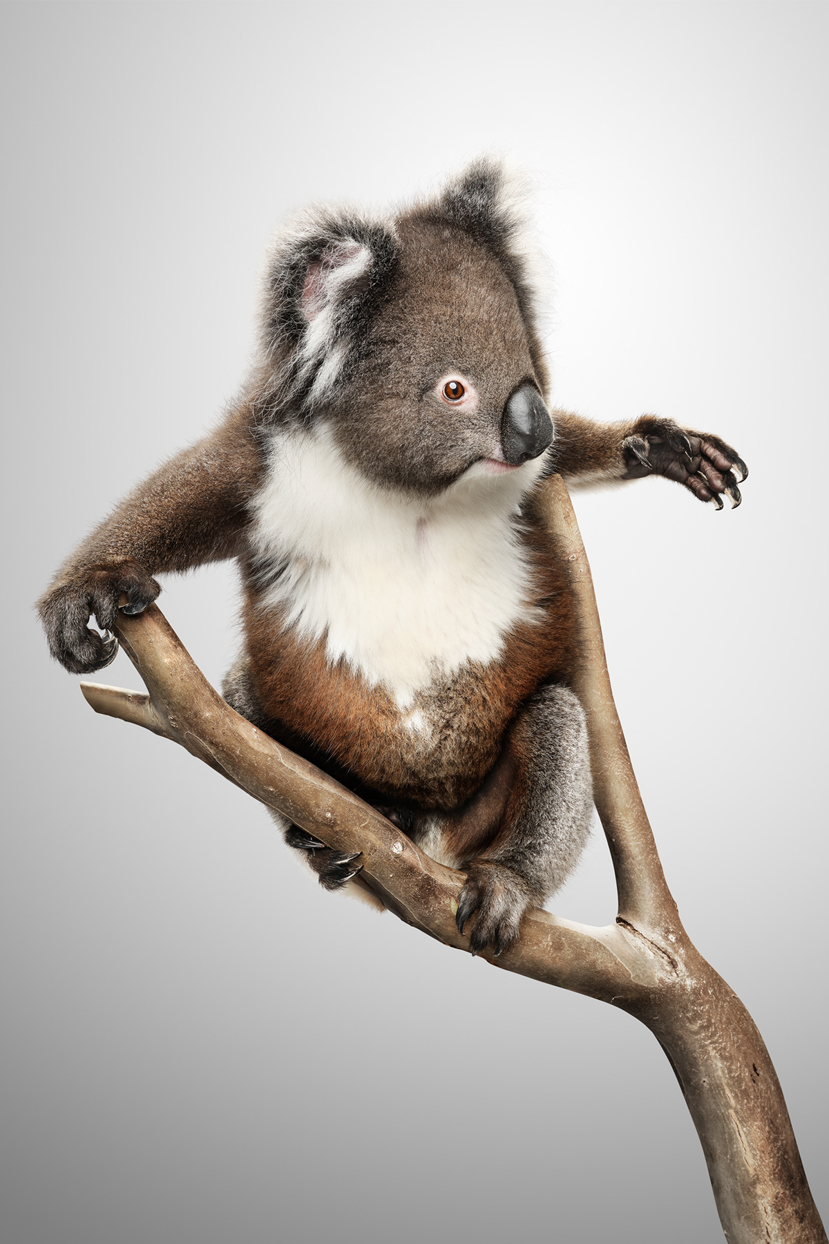 animal animals Australia Nature photoshop retouch retouching  portrait Portraiture wild
