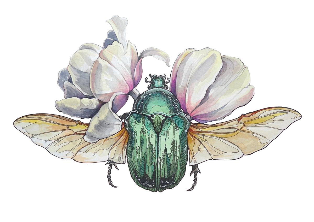 artwork beetle bug Drawing  Drawing Illustration Flowers ink insect Nature watercolor