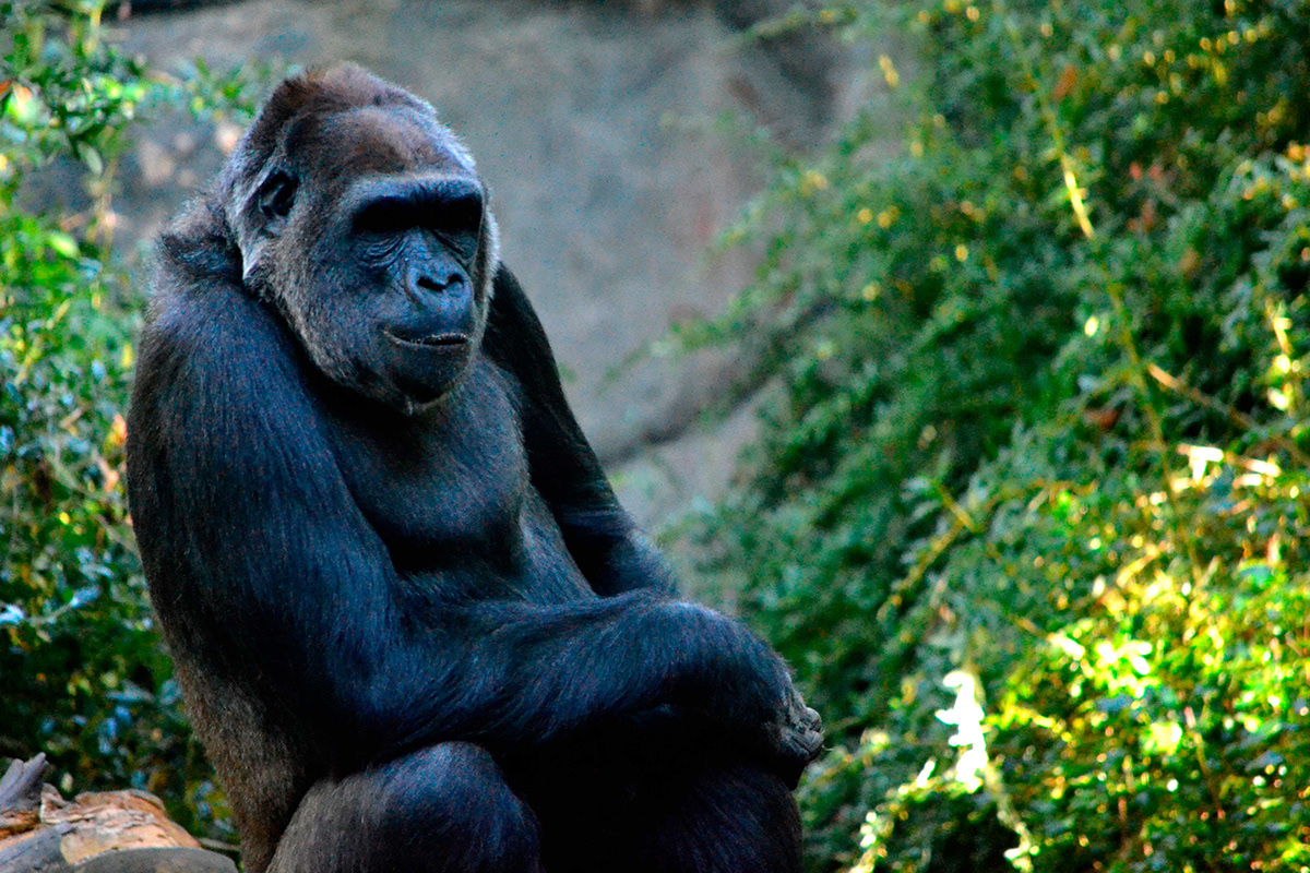 primates Gorillas rams zoo wildlife Park