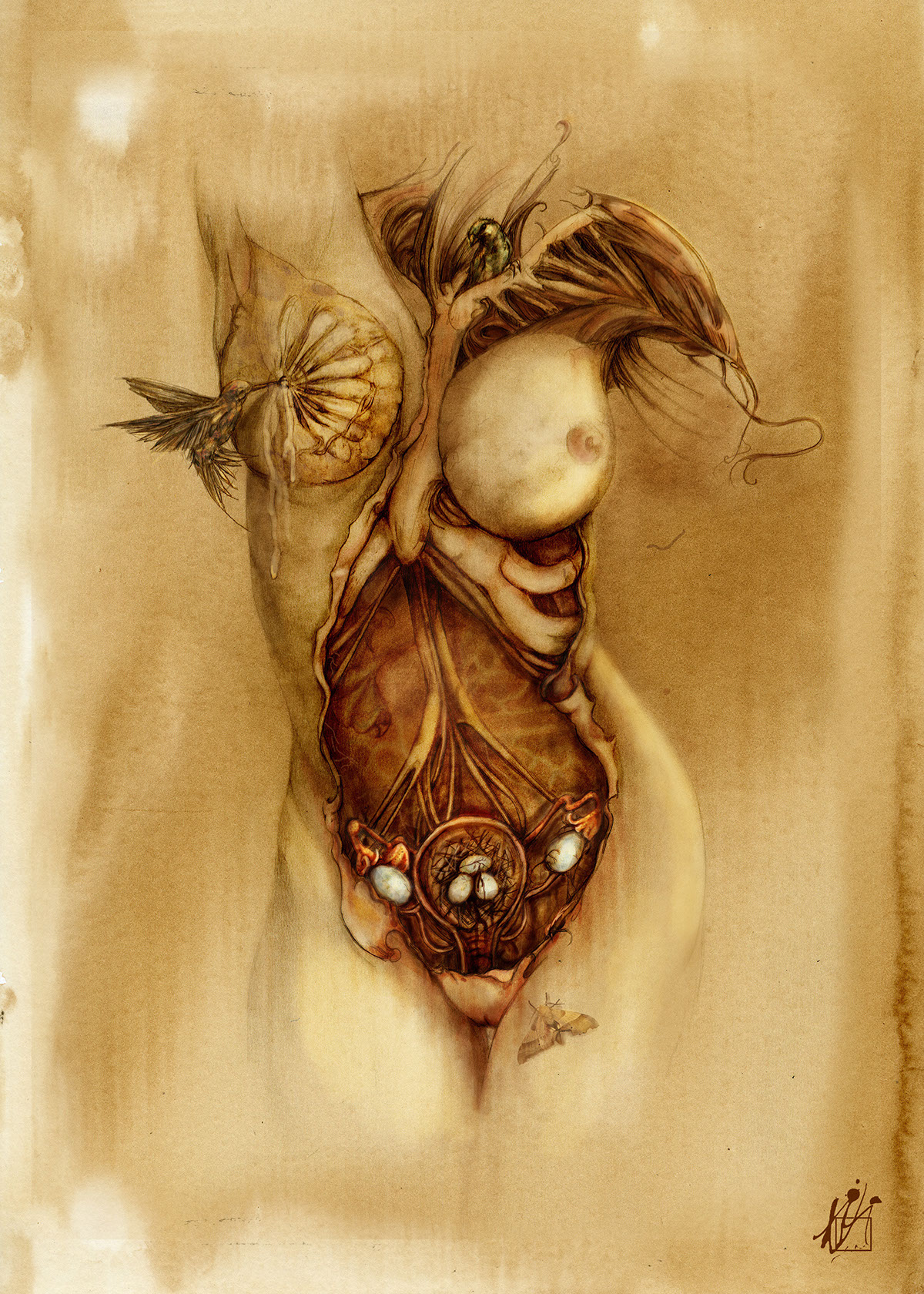 anatomy mother female birth Womb