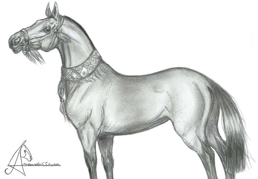horse Drawing  painting   digitalart sketch animals