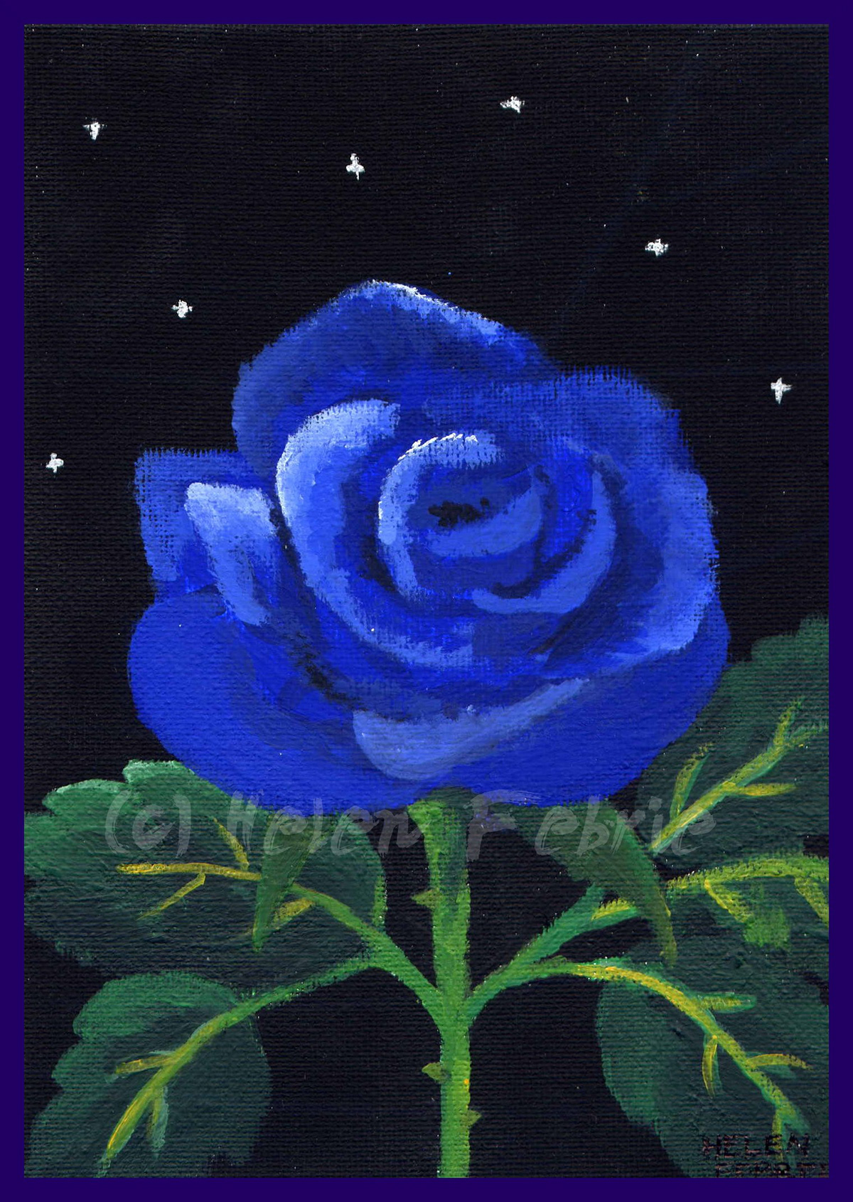 blue rose  blue rose