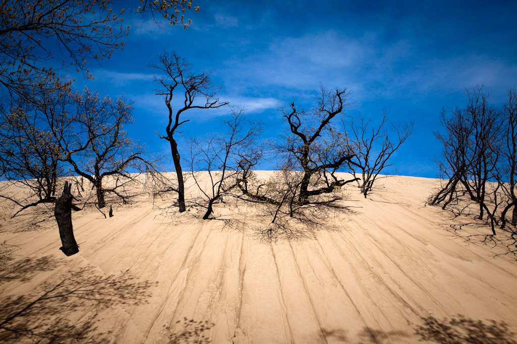 Nature dunes trees sand abstract