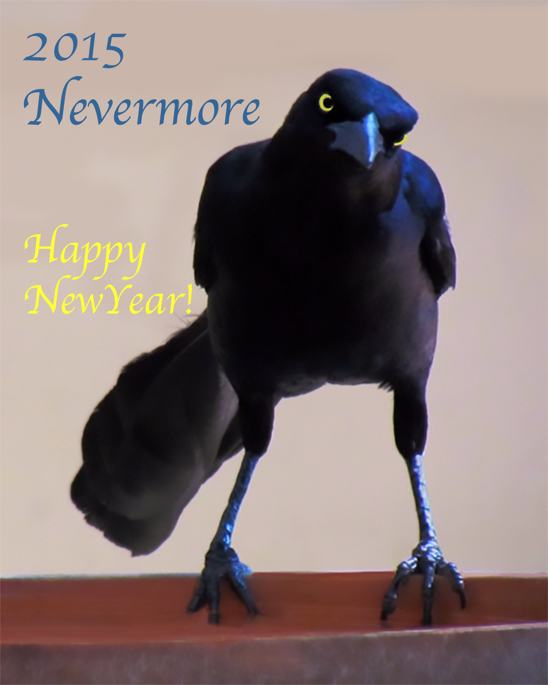 bird new year looking forward