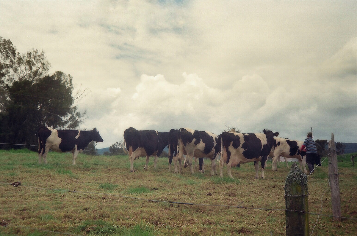 analoga campo cultivos Fotografia ISO200 Vacas