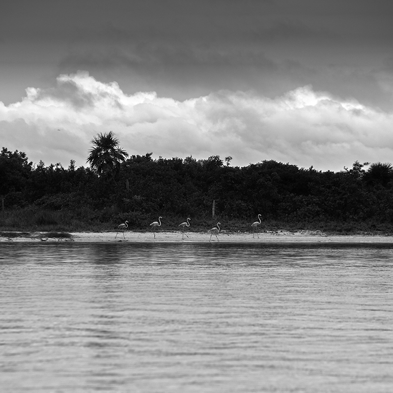 beach Holbox mexico Landscape SKY Island quintana roo Riviera Maya Fotografia paisaje playa flamingo flamingos
