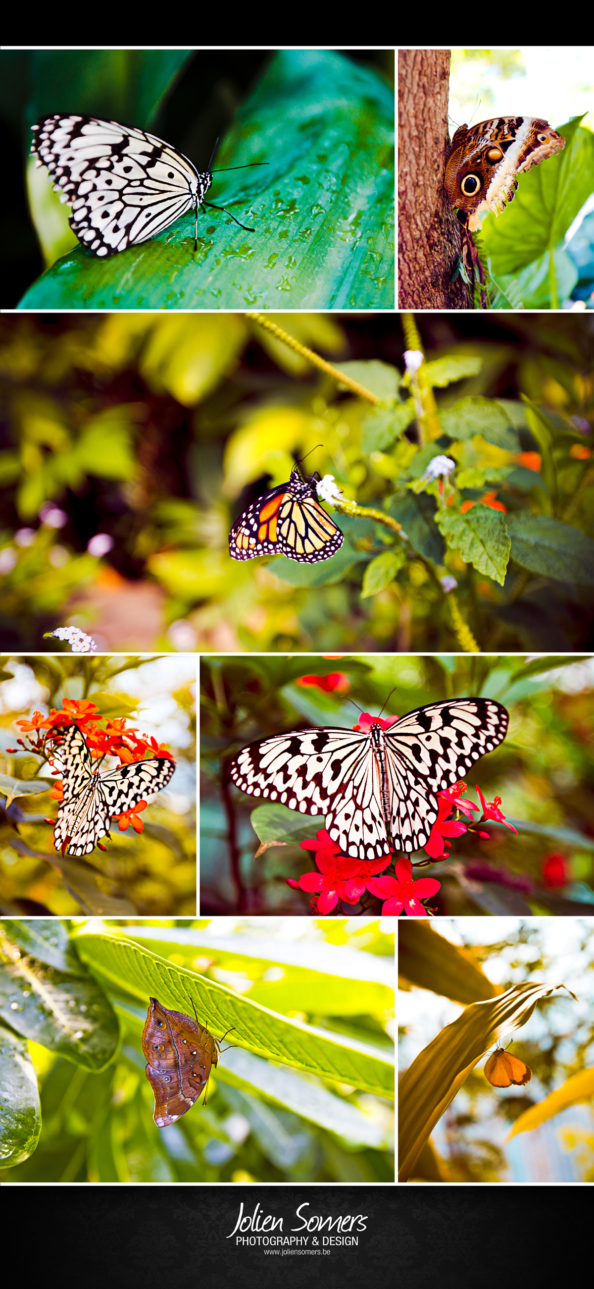 butterfly Nature plants insect macro closeup