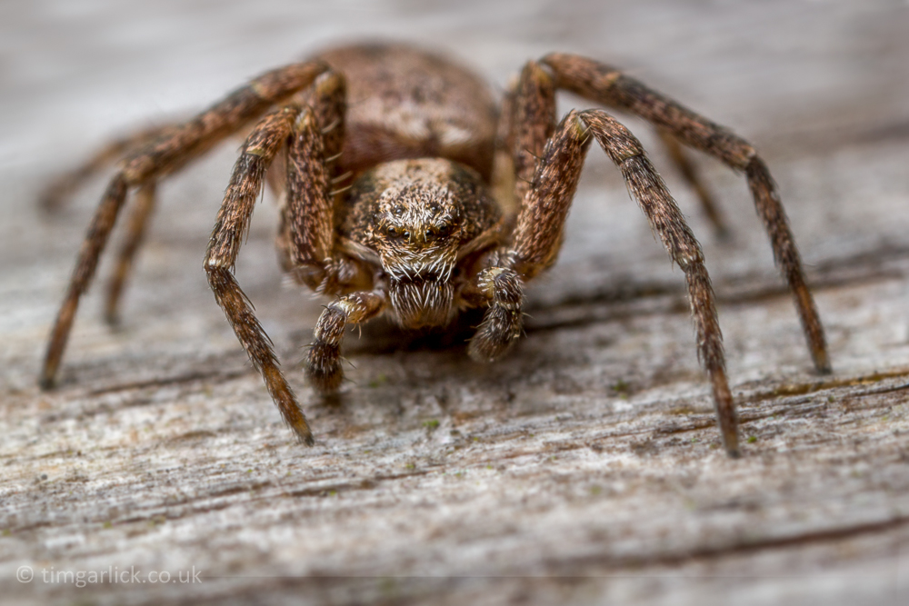 macro wildlife Arachnid spider mite tick animal photo Harvetman