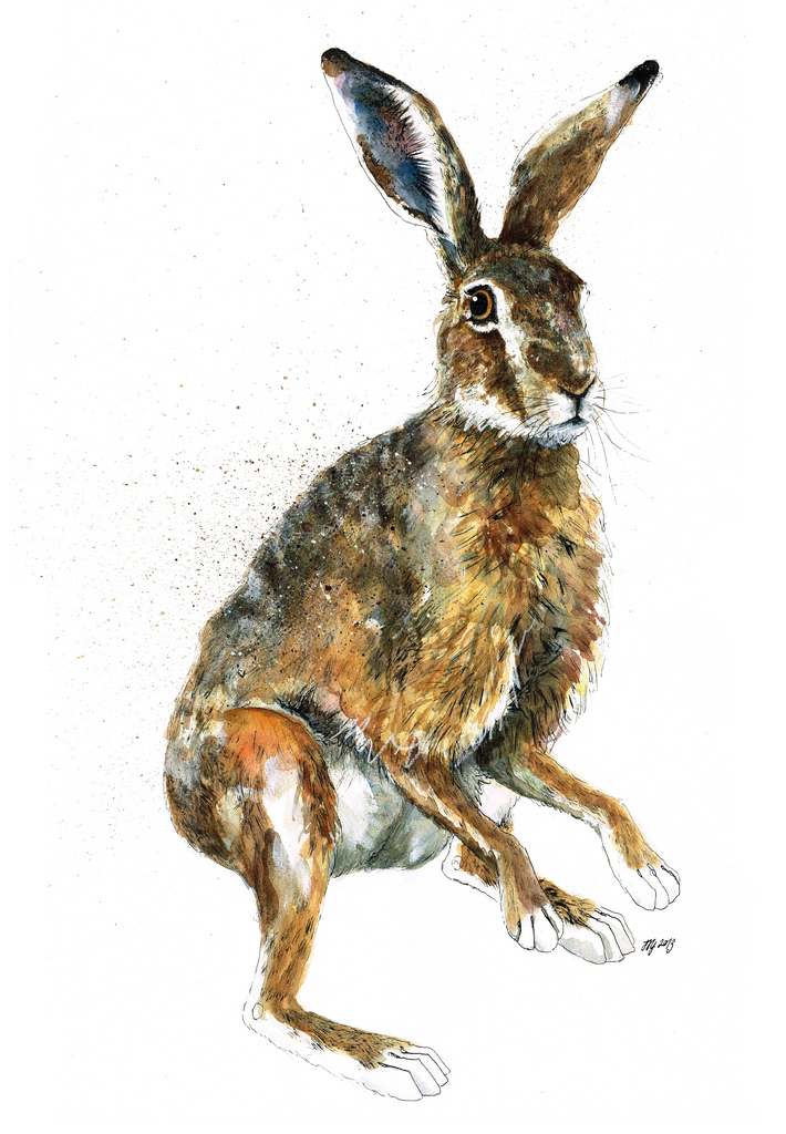 hares  hare brown Nature wildlife art ink watercolour british  running