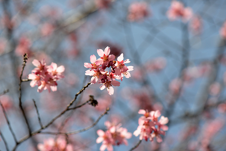 Cherry Blossom cherry bloom Cherry trees cherry