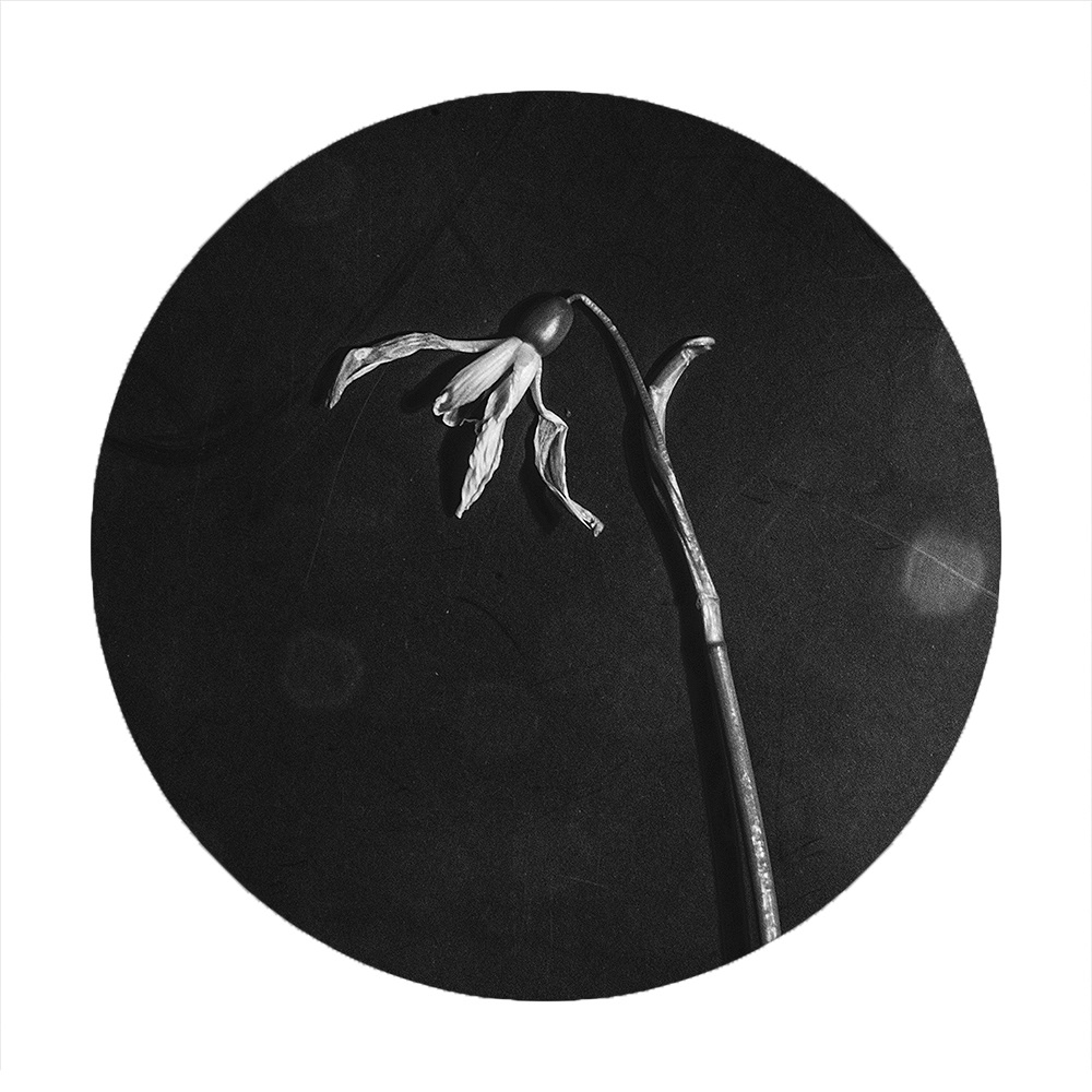 Flowers fleur Baudelaire black and white radiography still life vanitas