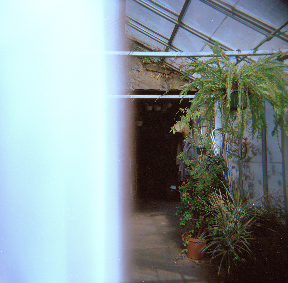 greenhouse plants bookarts handmade paper holga portra Book Binding film photography analog photography