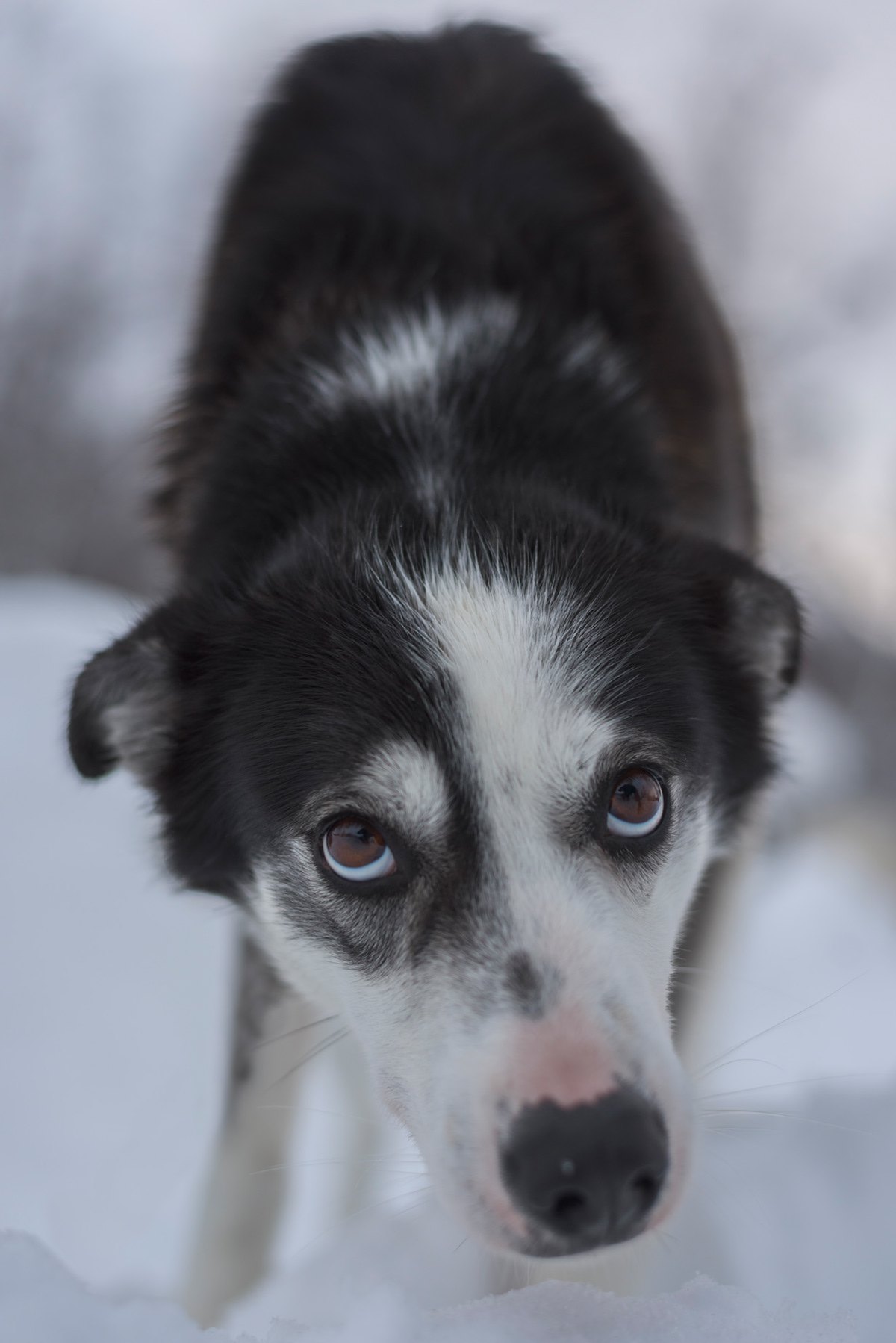 animal portrait close up dogs husky Natural Light norway portrait photography sled dogs winter husky dog