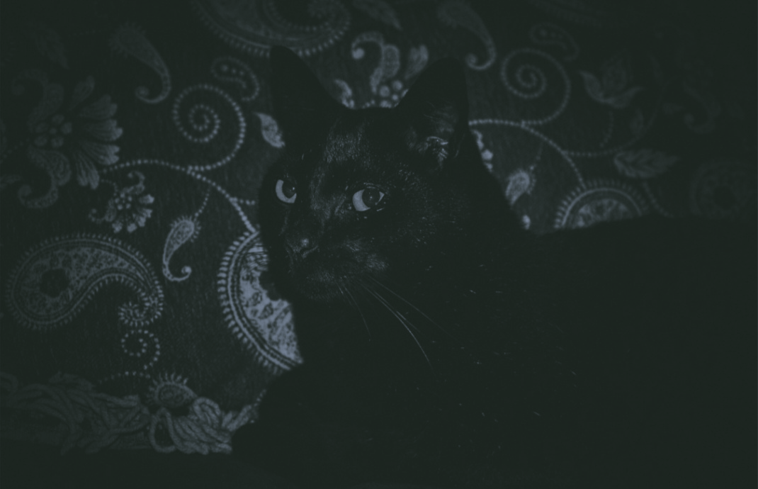 Cat kittie Photography  Black Cat lightroom adobe